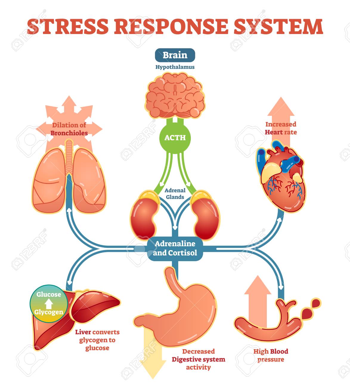 Can Cortisol Cause Heart Attack Can Cortisol Cause Heart Attack